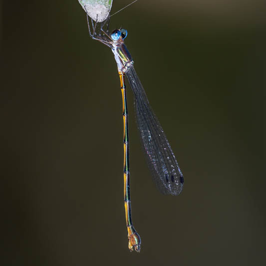 Synlestes tropicus female (2 of 2).jpg